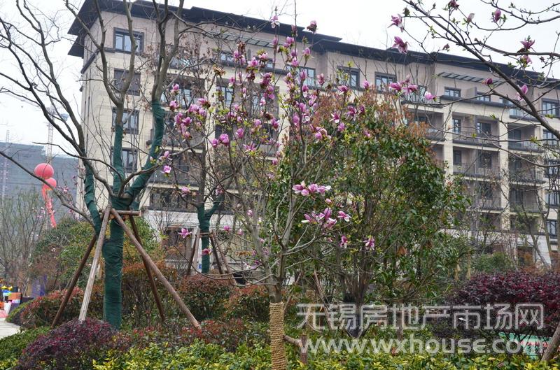 小区景观      